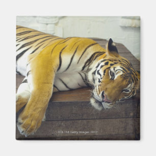 Aimant Tigre, Samui, Thaïlande