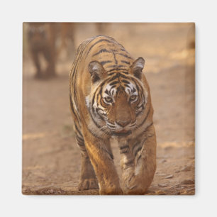 Aimant Tigres royaux du Bengale sur la piste, Ranthambhor