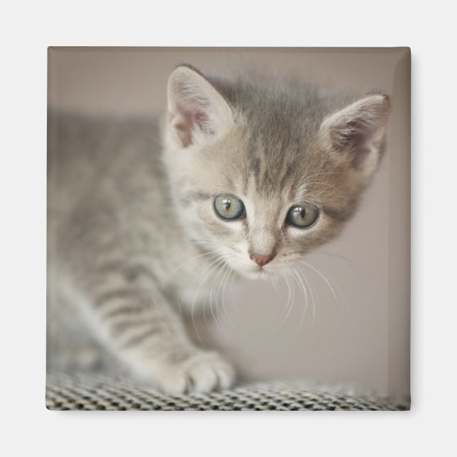 Aimant Tiny (Devant)