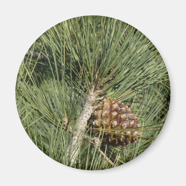 Aimant Torrey Pine Closeup California Botanical (Devant)
