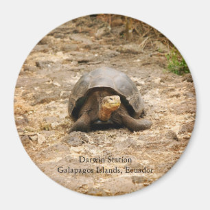 Aimant Tortoise des Galapagos