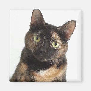 Aimant Tortoiseshell