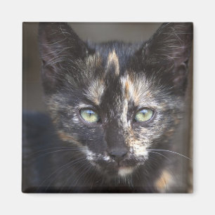 Aimant Tortoiseshell Kitten