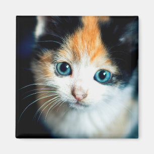 Aimant Tortoiseshell kitten