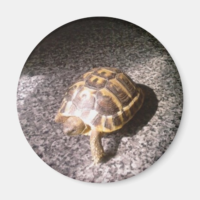 Aimant Tortue (Devant)