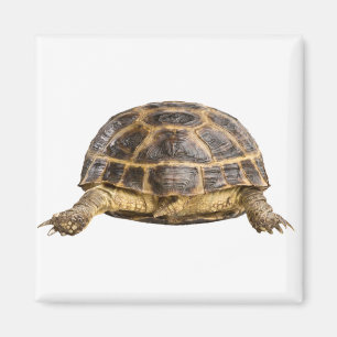 Aimant Tortue