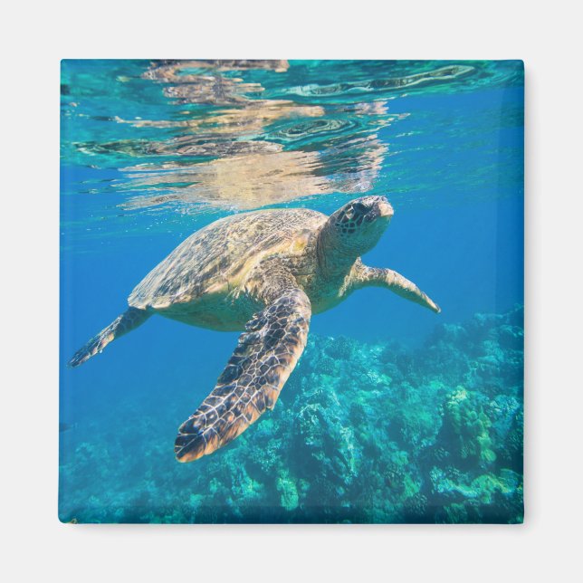 Aimant Tortue de mer (Devant)