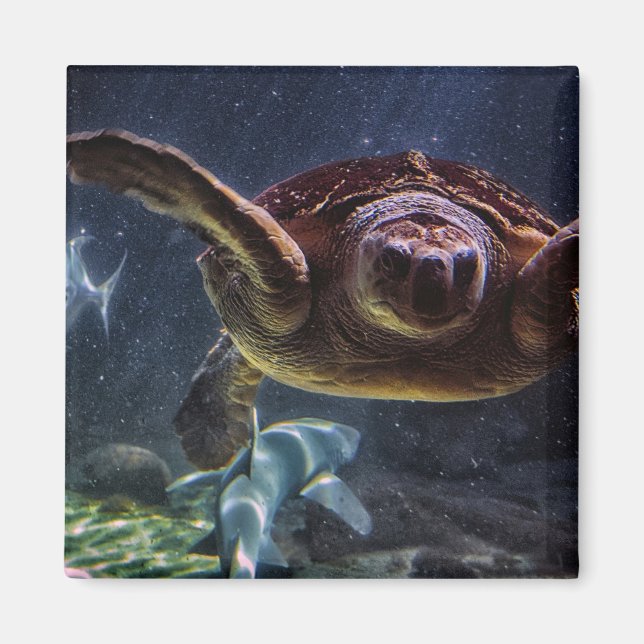 Aimant Tortue de mer (Devant)