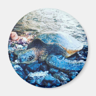 Aimant "Tortue dormante"