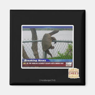 Aimant Tortue en voie de disparition