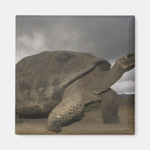 Aimant Tortue géante des Galapagos Geochelone