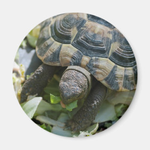 Aimant Tortue mignonne
