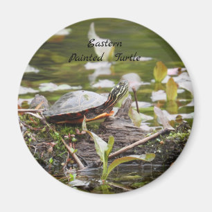 Aimant Tortue peinte de l'Est