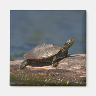 Aimant Tortue peinte sur un bûcher