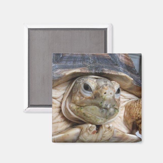 Aimant Tortue purée africaine, Sulcata, Face Gros plan (Recto/Verso)