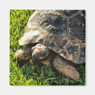 Aimant Tortue Sauvage Dans L'Herbe Pré Art De La Faune