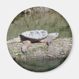 Aimant Tortue Snapping