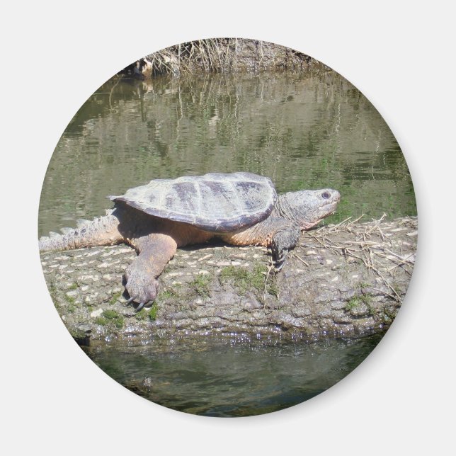Aimant Tortue Snapping (Devant)