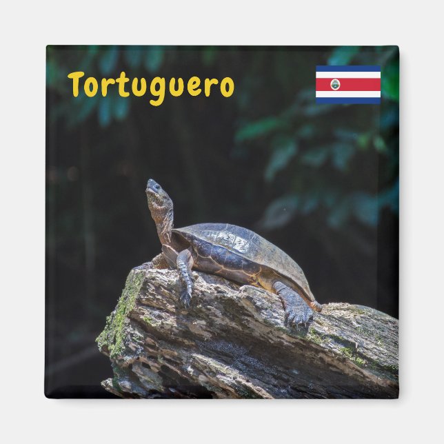 Aimant Tortues de rivière bronzer à Tortuguero - Costa Ri (Devant)