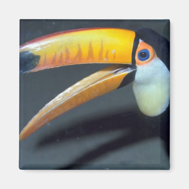 Aimant Toucan (Devant)