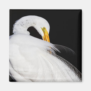 Aimant Toujours les aigrettes