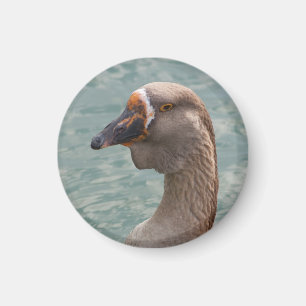 Aimant Toulouse Goose