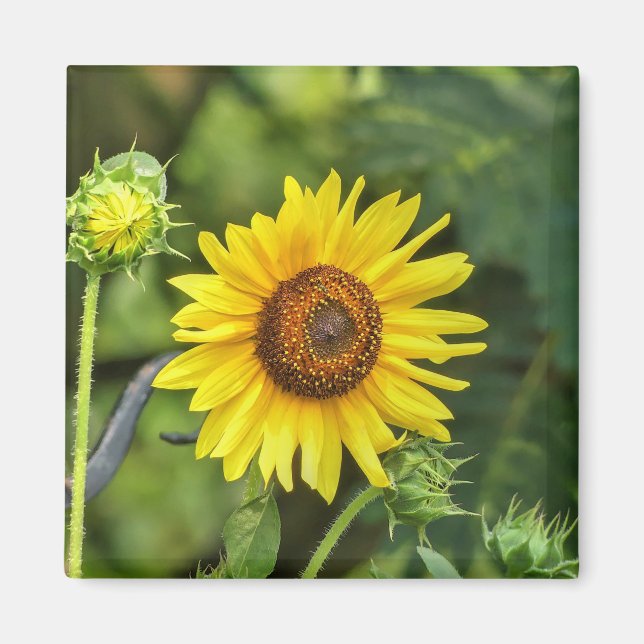 Aimant Tournesol (Devant)