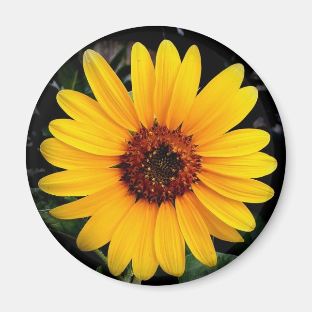 Aimant Tournesol (Devant)