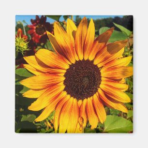 Aimant Tournesol