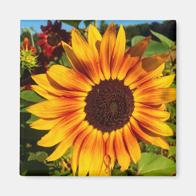 Aimant Tournesol (Devant)