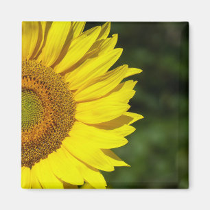 Aimant Tournesol