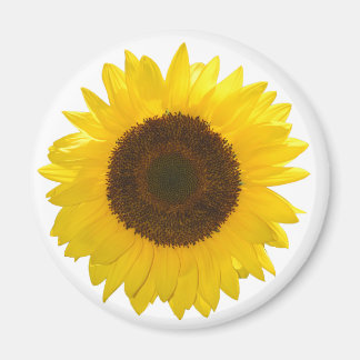 Aimant Tournesol