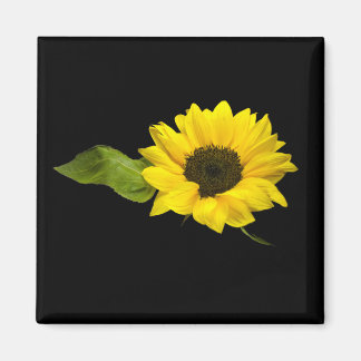 Aimant tournesol