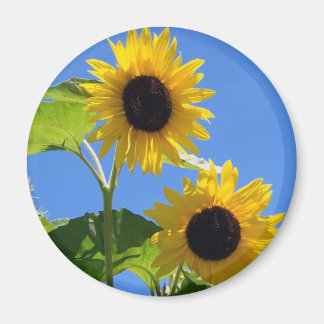 Aimant Tournesol