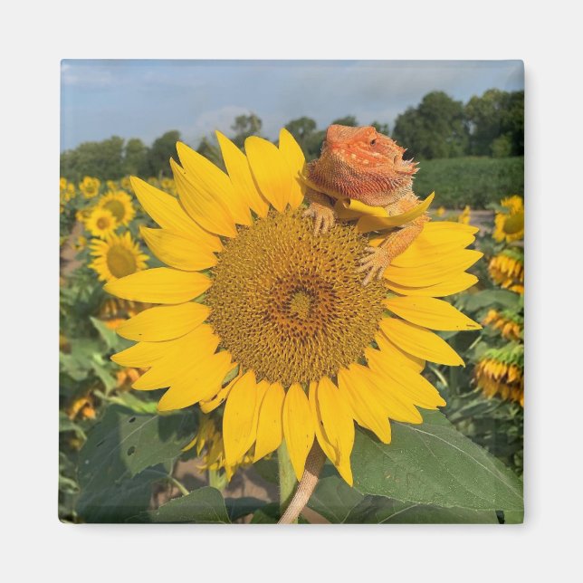 Aimant Tournesol (Devant)