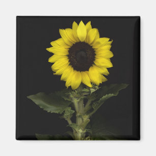 Aimant Tournesol 11