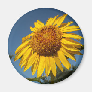 Aimant Tournesol du matin