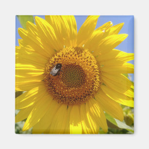Aimant Tournesol jaune