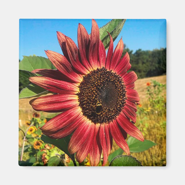 Aimant Tournesol rouge avec abeille (Devant)