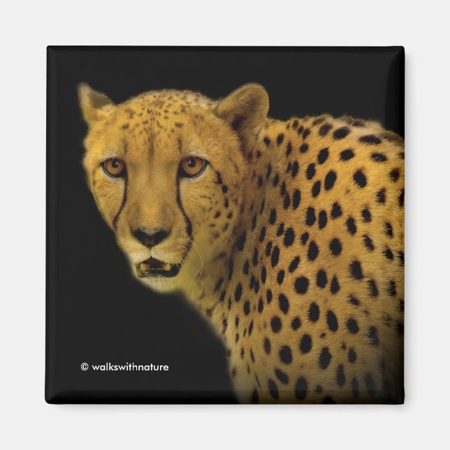 Aimant Traces commerciales avec un magnifique guépard (Devant)