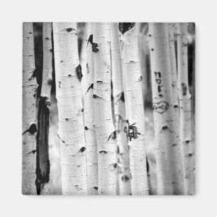 Aimant tremblez peupliers d'Aspen