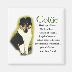 Aimant Tri Color Rough Collie Toxits