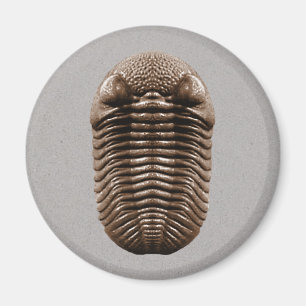 Aimant Trilobite