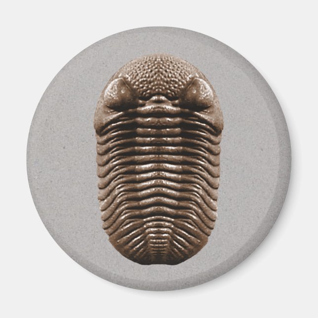 Aimant Trilobite (Devant)