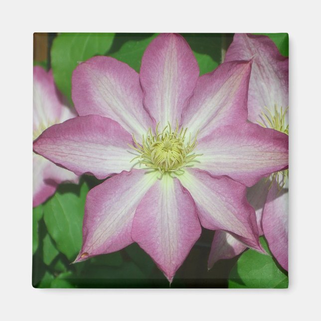 Aimant Trio de Clematis Pink and White Spring Vine (Devant)