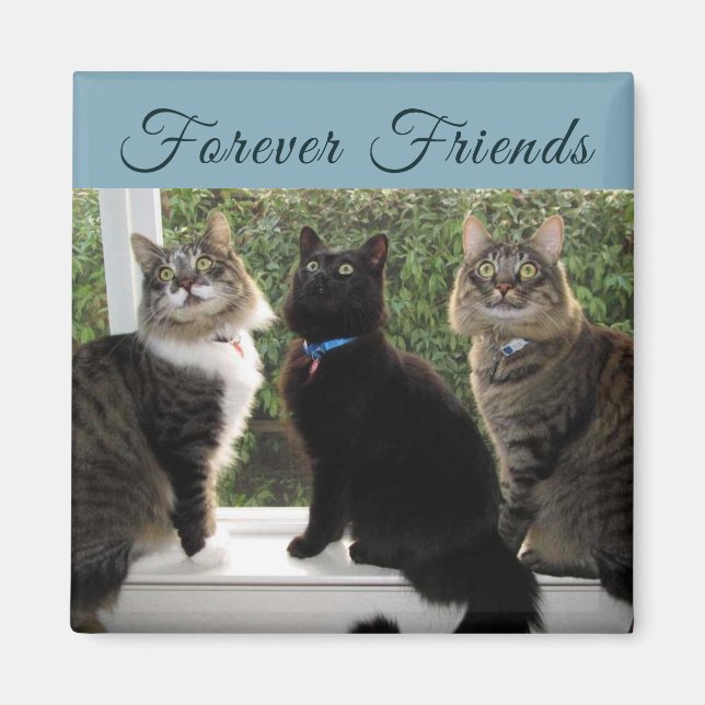 Aimant Trois amis de chat dans l'aimant de la fenêtre (Devant)
