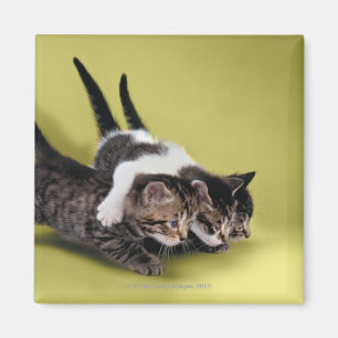 Aimant Trois chatons s'étreignant