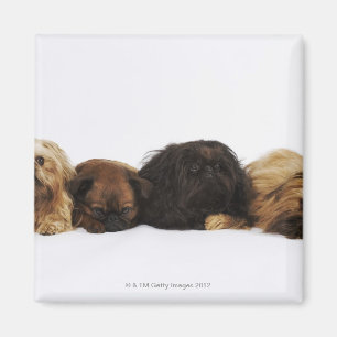 Aimant Trois chiens de Pekingese et carlin simple se