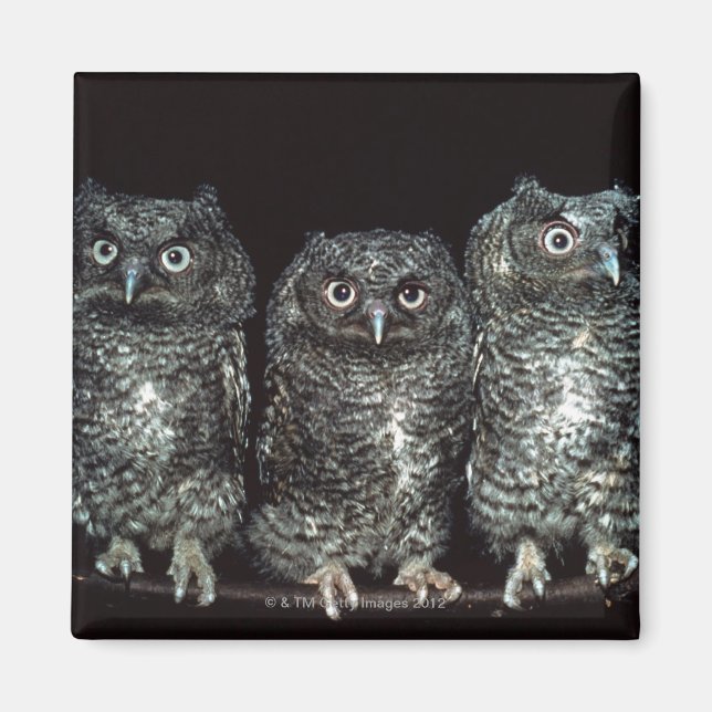 Aimant trois chouettes (Devant)