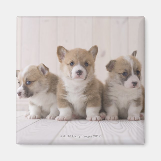 Aimant Trois Corgi gallois (Devant)